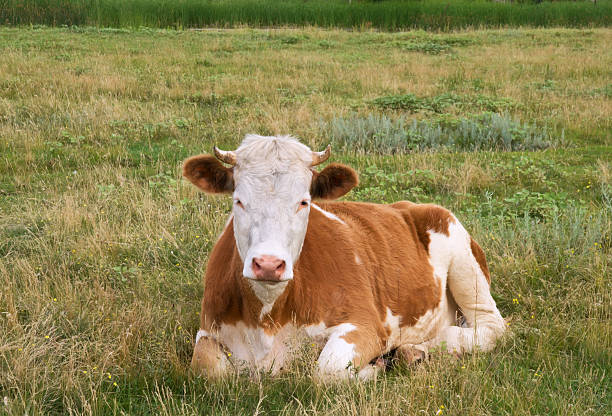 Cow rests on meadow